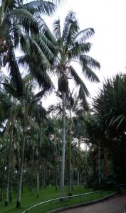 Howea fosteriana 2.jpg